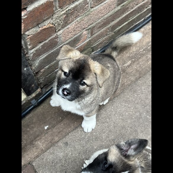 Akita - Both