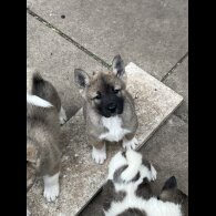 Akita - Both