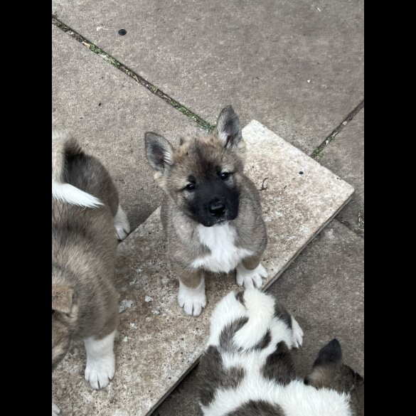 Akita - Both
