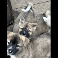 Akita - Both