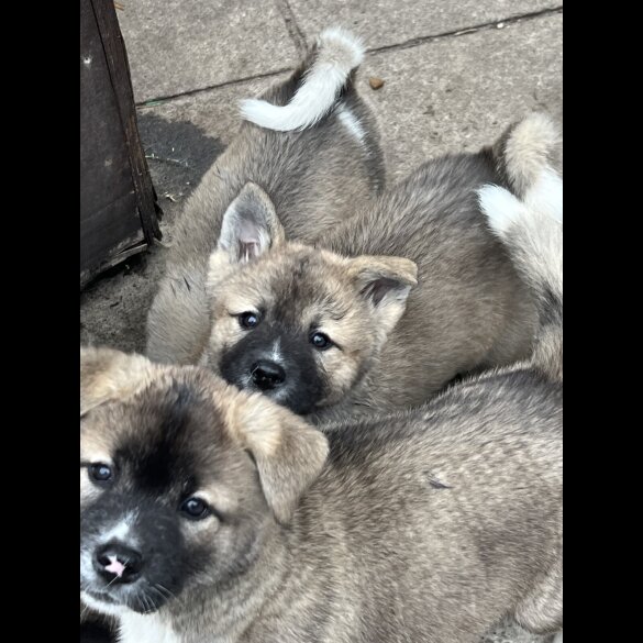 Akita - Both