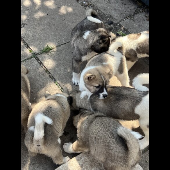 Akita - Both