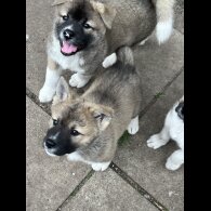 Akita - Both