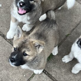 Akita - Both