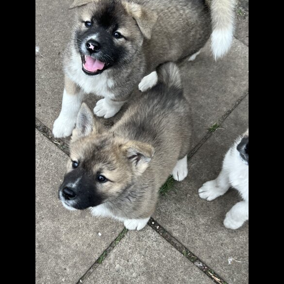 Akita - Both
