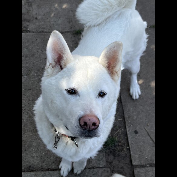 Akita - Both