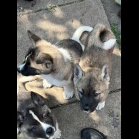 Akita - Both