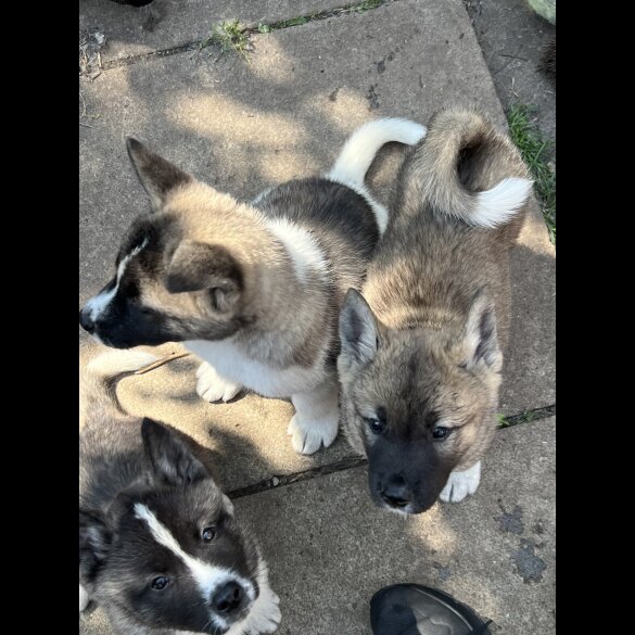 Akita - Both