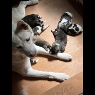 Akita - Both