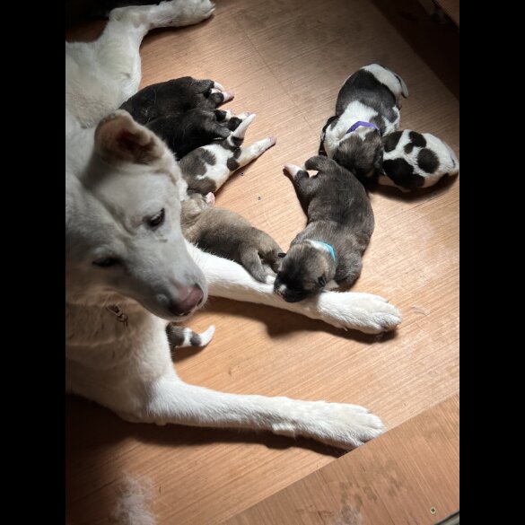 Akita - Both