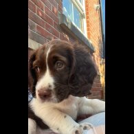 English Springer Spaniel - Dogs