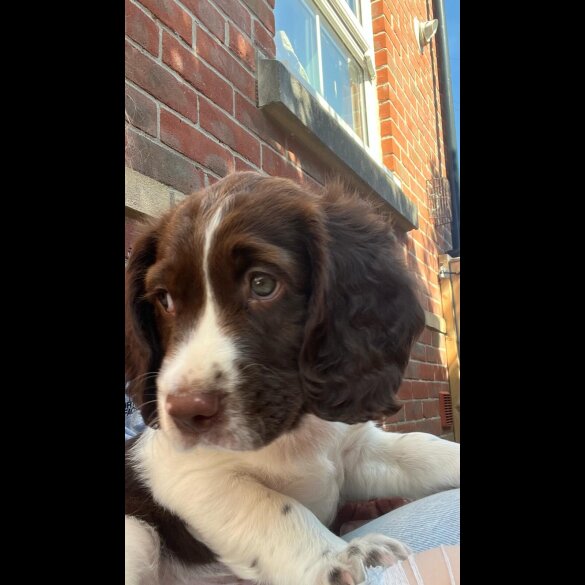English Springer Spaniel - Dogs