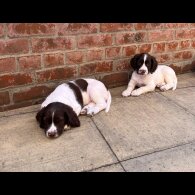 English Springer Spaniel - Dogs