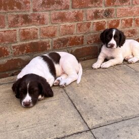 English Springer Spaniel - Dogs