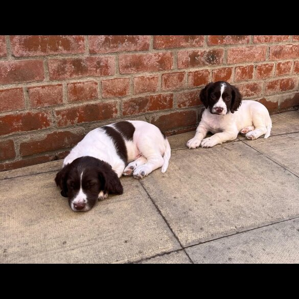 English Springer Spaniel - Dogs