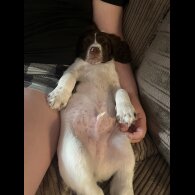 English Springer Spaniel - Dogs