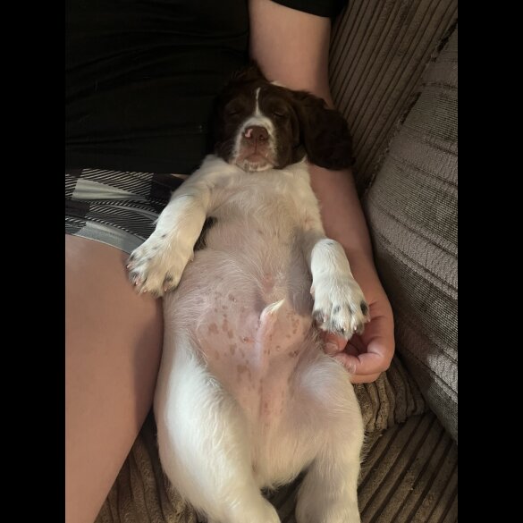 English Springer Spaniel - Dogs