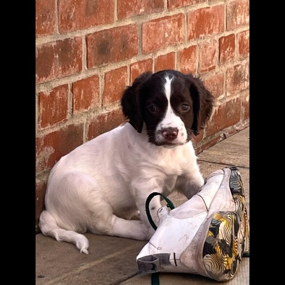 English Springer Spaniel - Dogs