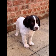 English Springer Spaniel - Dogs