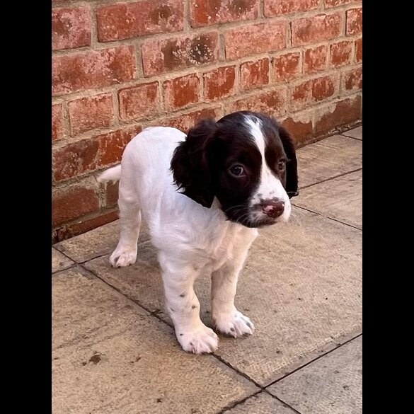 English Springer Spaniel - Dogs