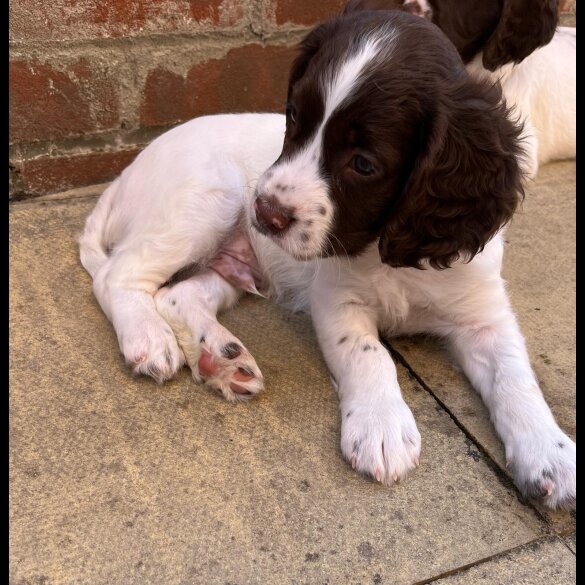 English Springer Spaniel - Dogs