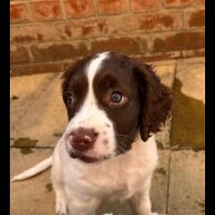 English Springer Spaniel - Dogs