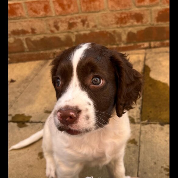 English Springer Spaniel - Dogs