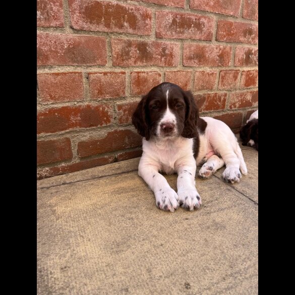 English Springer Spaniel - Dogs