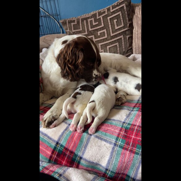 English Springer Spaniel - Dogs