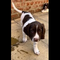 English Springer Spaniel - Dogs