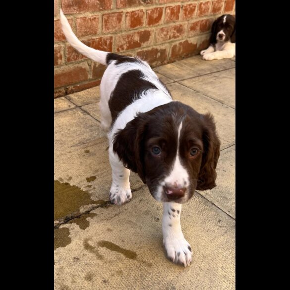 English Springer Spaniel - Dogs