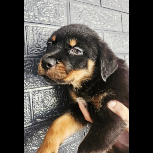 Rottweiler - Both