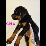 Rottweiler - Both