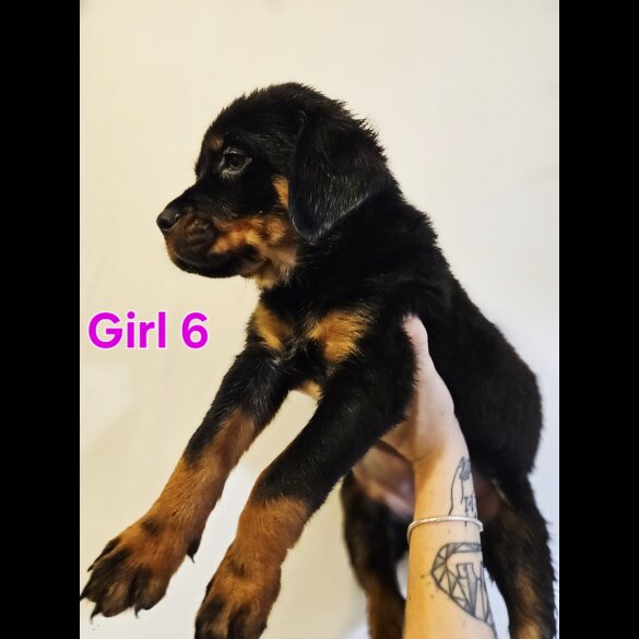 Rottweiler - Both