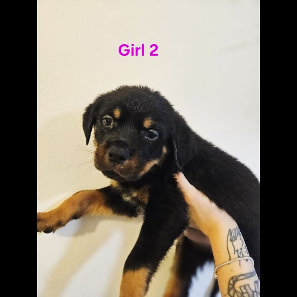 Rottweiler - Both