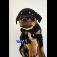 Rottweiler - Both