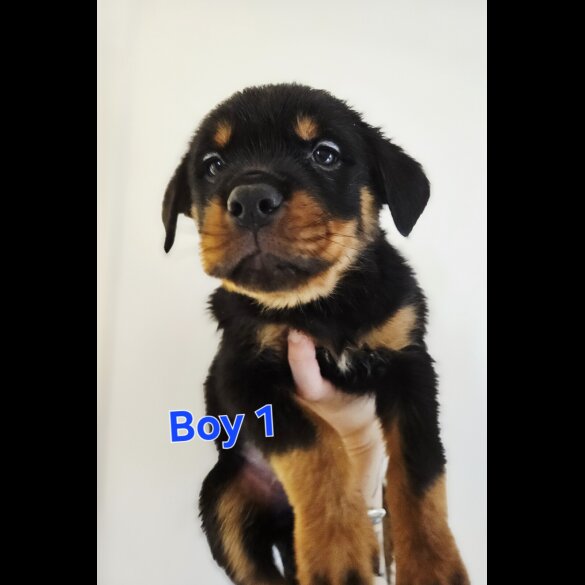 Rottweiler - Both