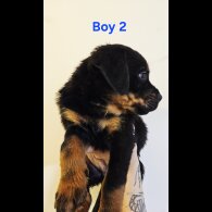 Rottweiler - Both