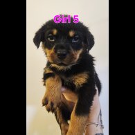 Rottweiler - Both
