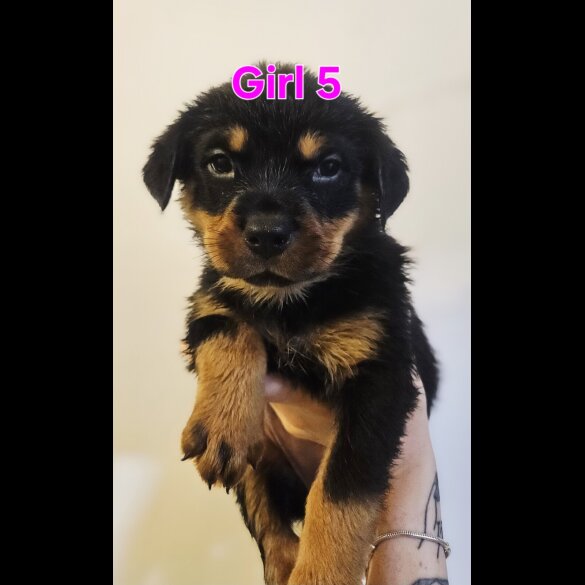Rottweiler - Both