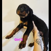 Rottweiler - Both