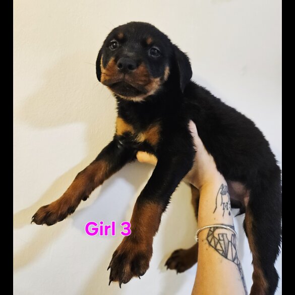 Rottweiler - Both
