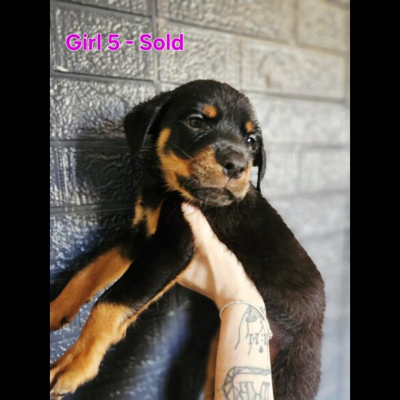 Rottweiler - Both