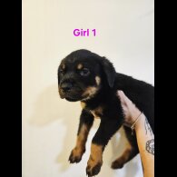 Rottweiler - Both