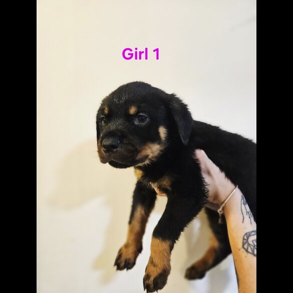 Rottweiler - Both