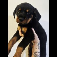 Rottweiler - Both