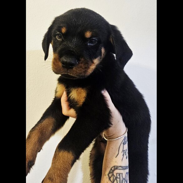 Rottweiler - Both