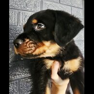 Rottweiler - Both