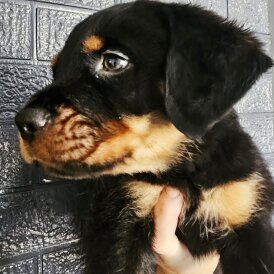 Rottweiler - Both