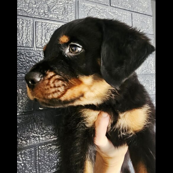 Rottweiler - Both